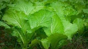 Mustard Plant Seeds Green herb seeds - backyard growing, non gmo garden seeds