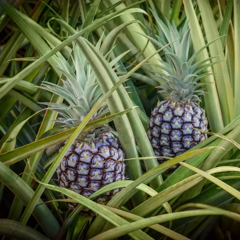 hilo pineapple fruit for planting grow Fruit Seeds