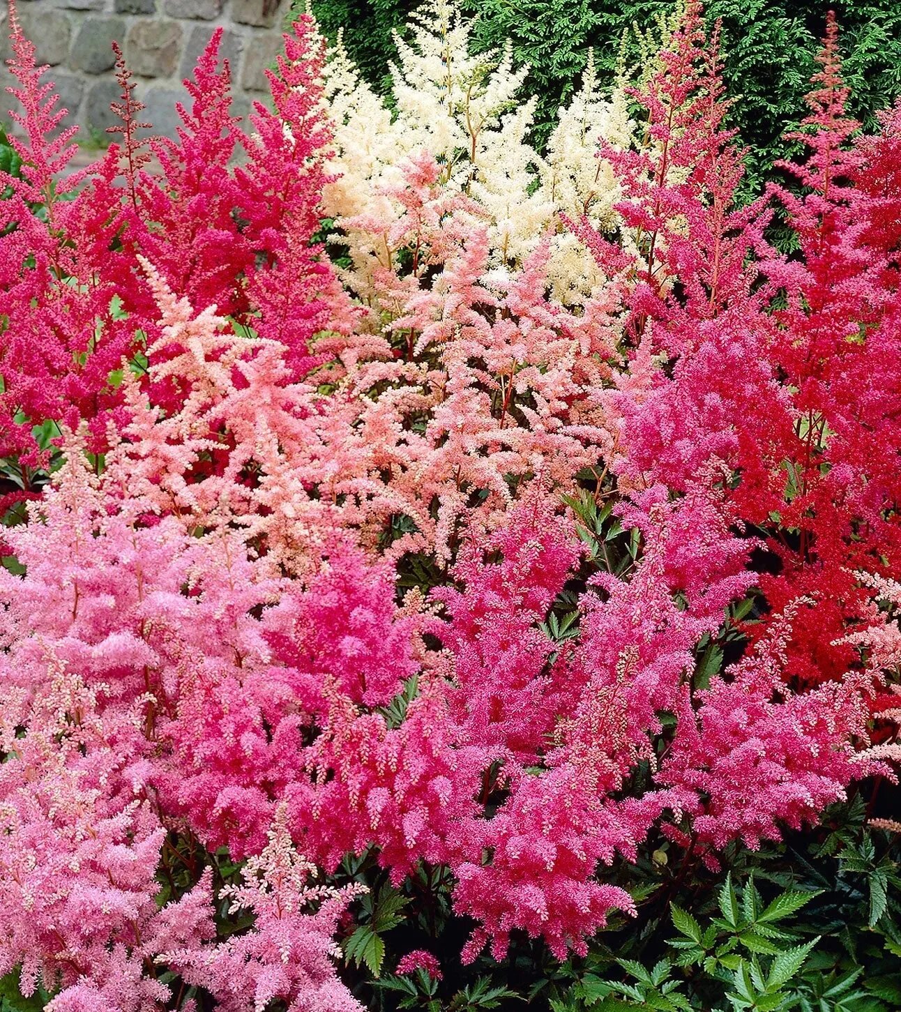 Red Astilbe Flower Seeds - Heirloom Non GMO Premium Garden Seeds for Planting