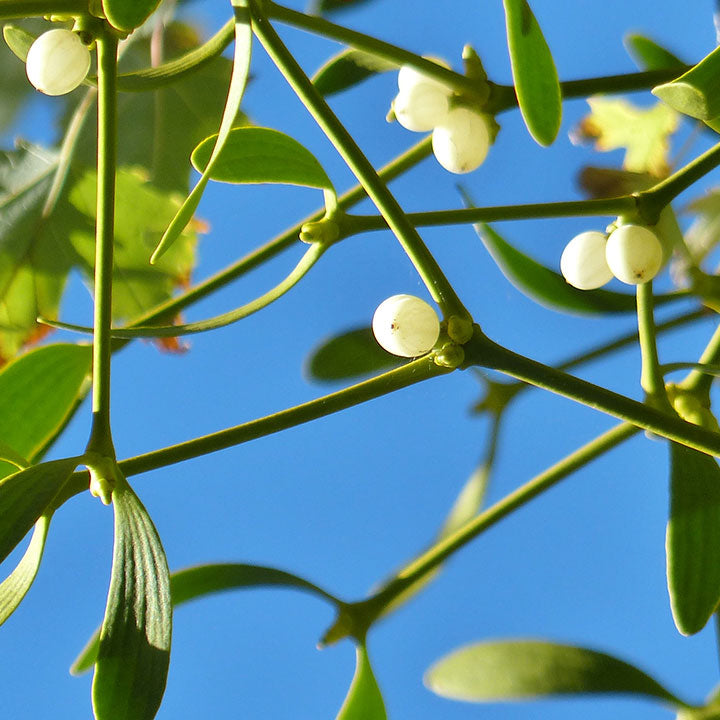 Oak Mistletoe Fruit Ideal Growers Looking Unusual Plants Fruit Seeds