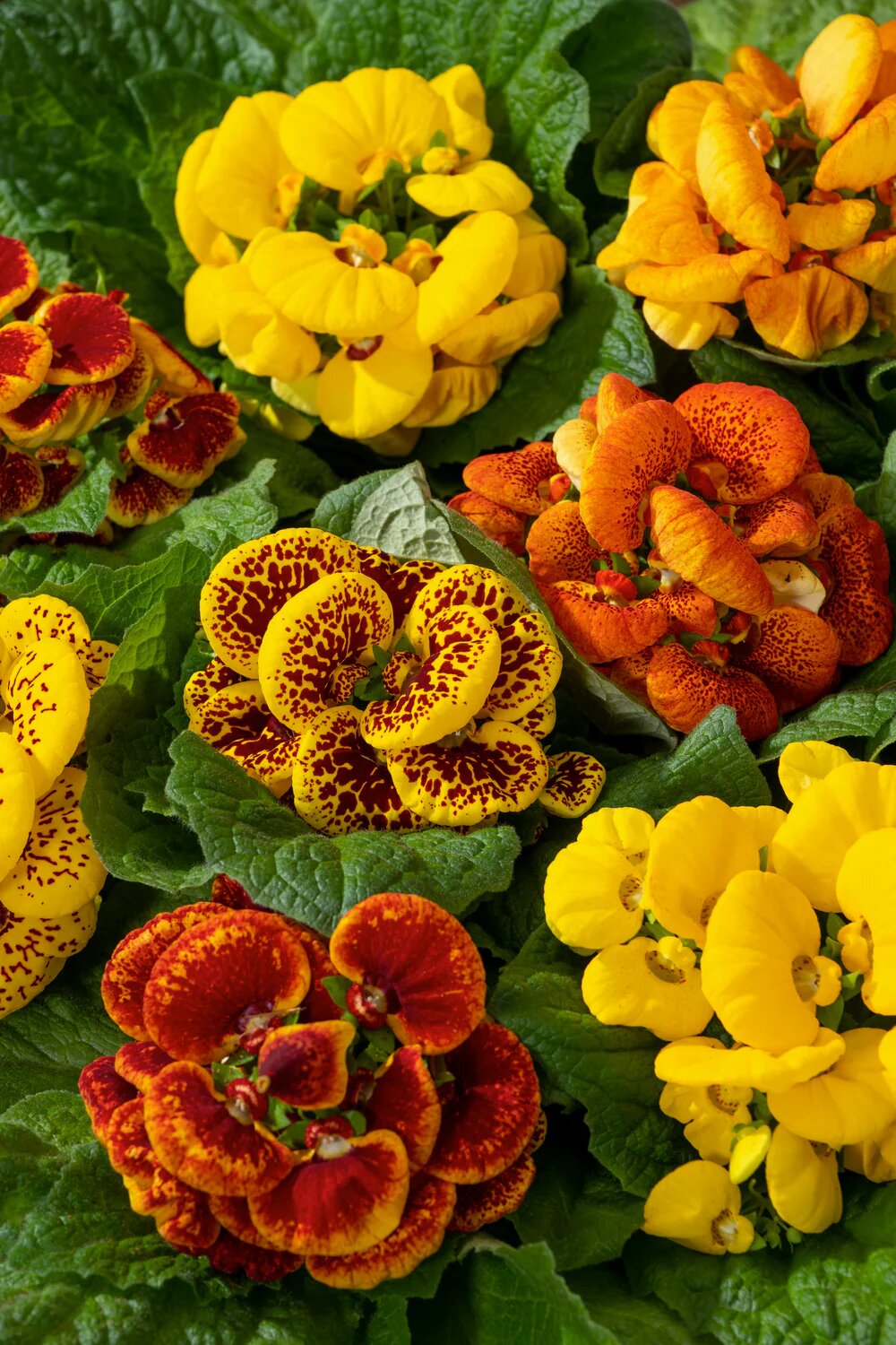 Mixed Calceolaria Flower Seeds
