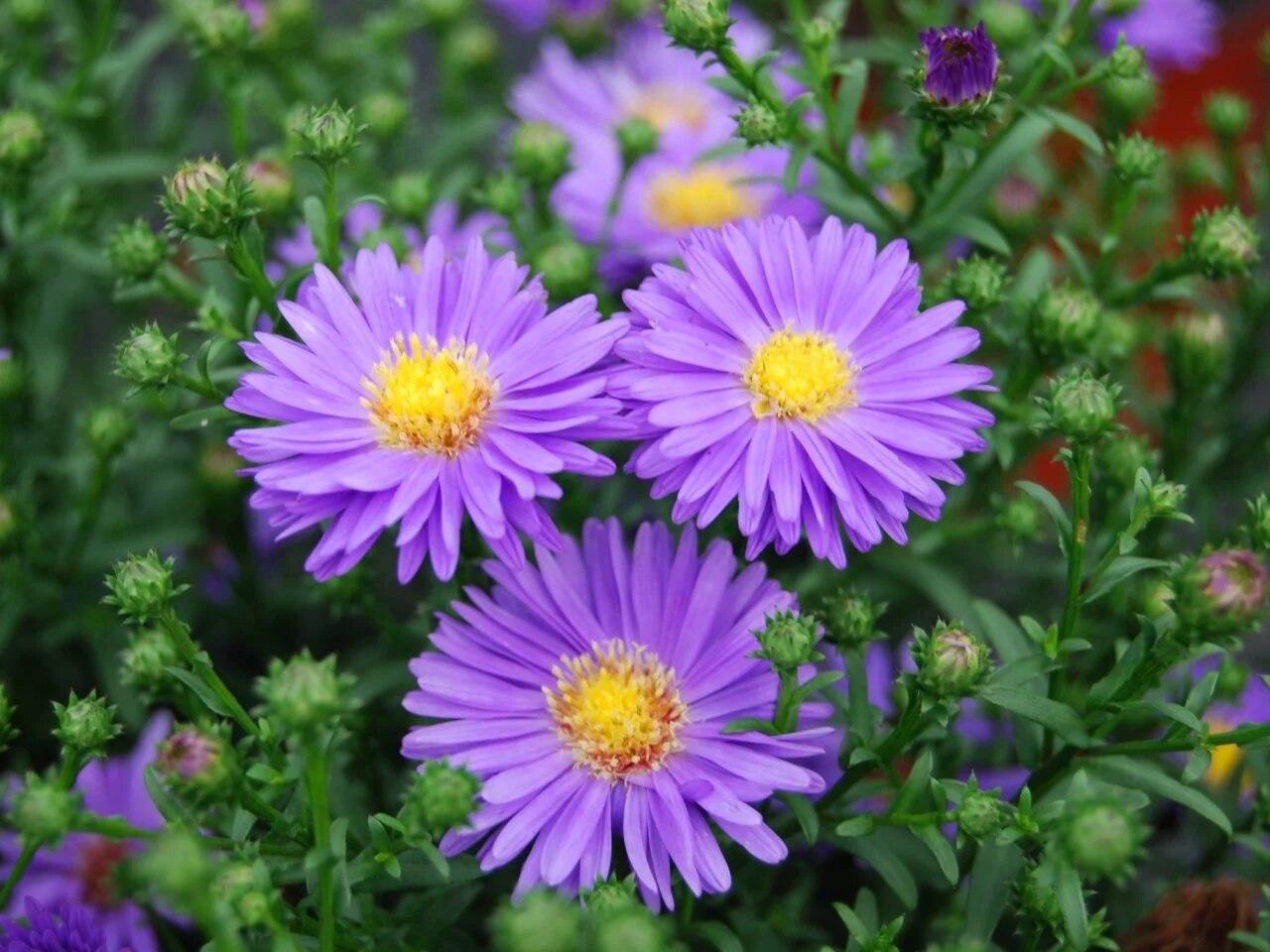 Aster Flower Seeds