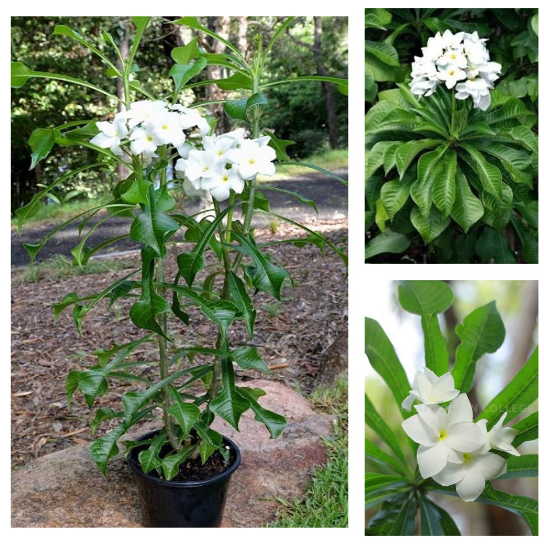 White Giant Plumeria Flower Seeds