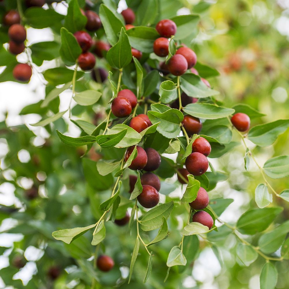 Jujube Zizyphus Prolific Producing Trees Fruit Seeds