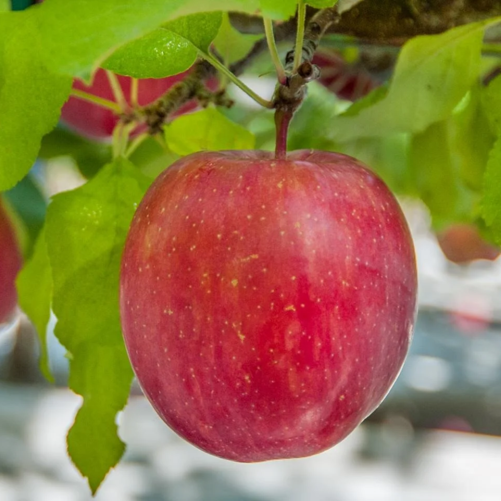 bi color striped apples fruit for planting a small batch of classic apple home gardens Fruit seeds