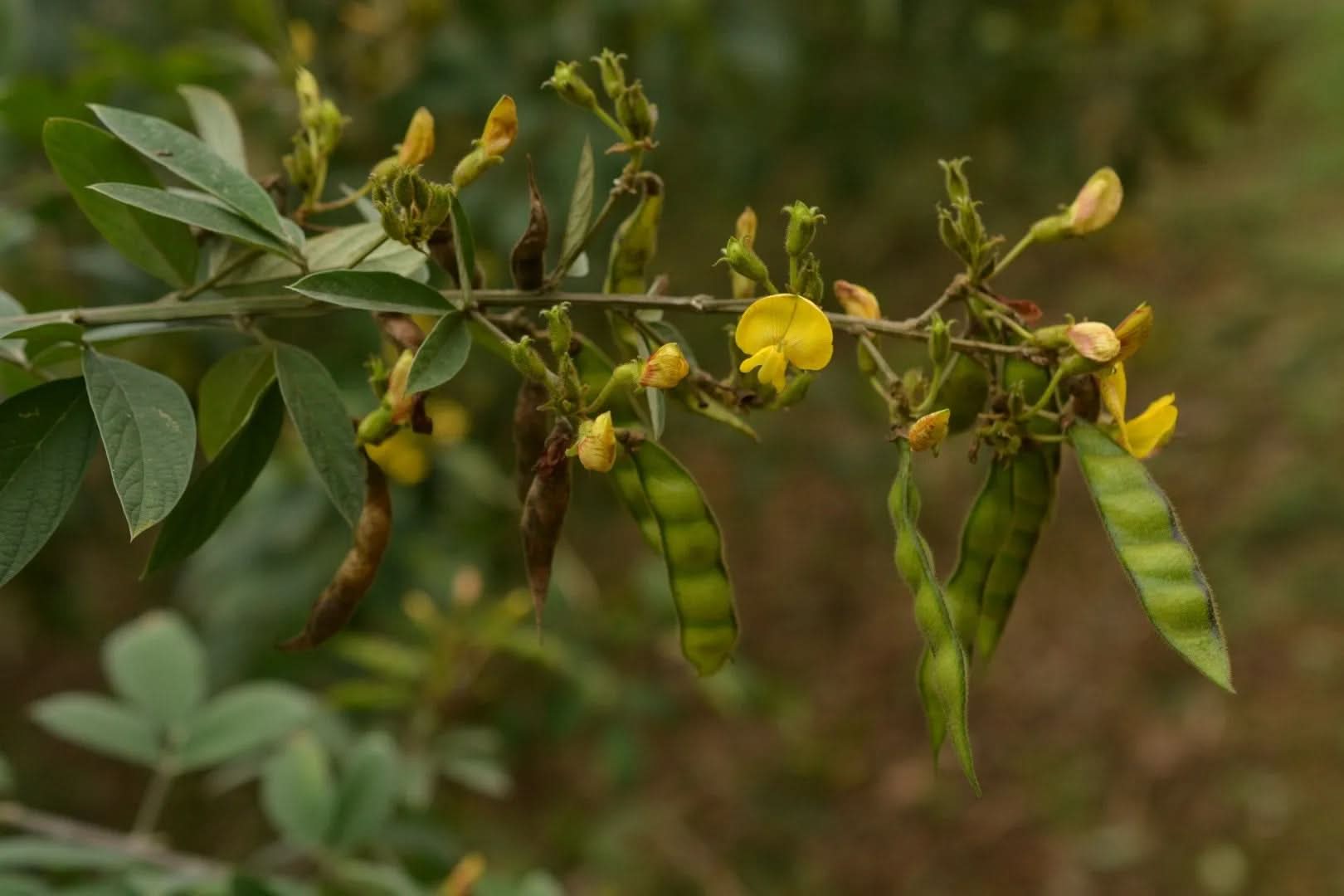 cajanus plant for planting Fruit seeds