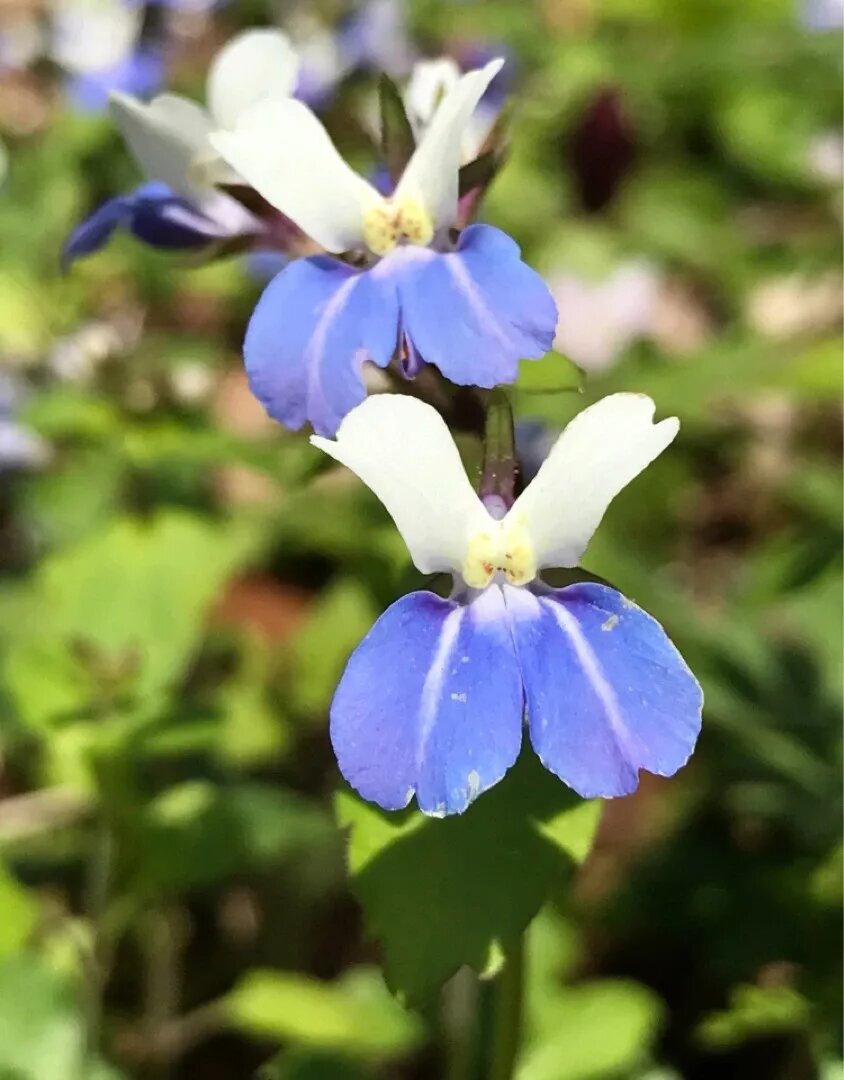 Eyed Mary Flower Seeds