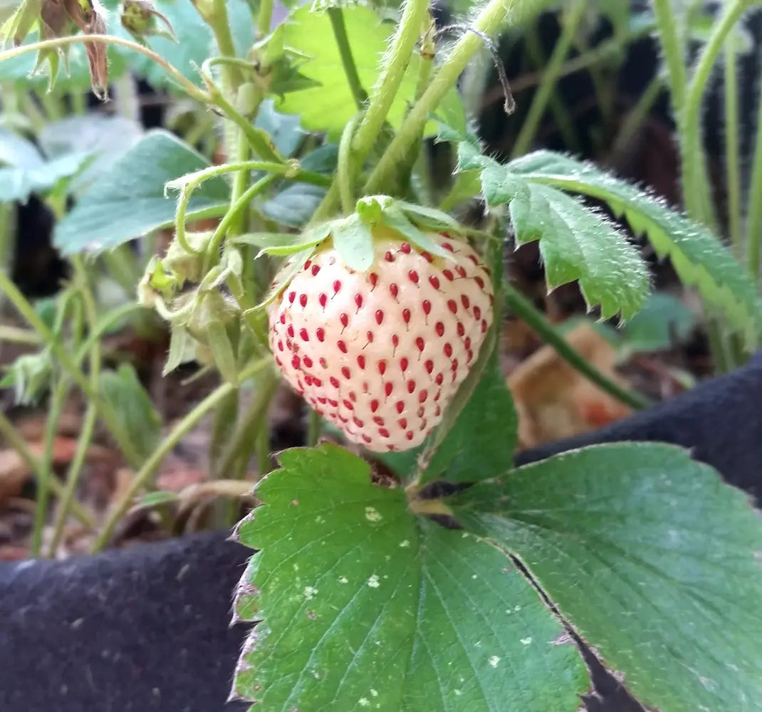 Pineberry White Strawberry Fruit Rare And Sweet Strawberries Fruit Seeds