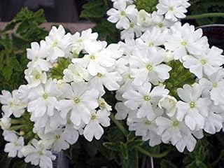 White Verbena Flower Seeds