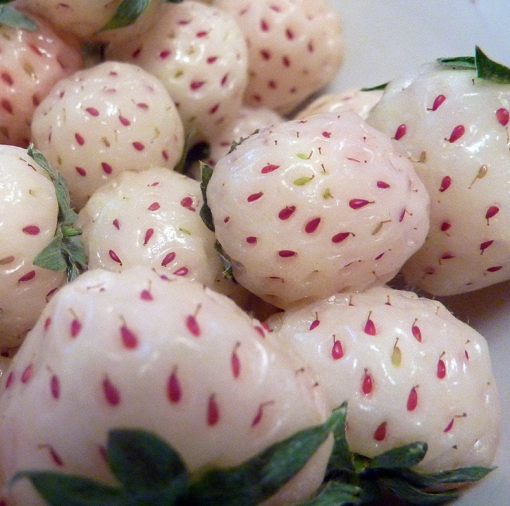 Pineberry Strawberry Rare Flavorful White Fruit Seeds