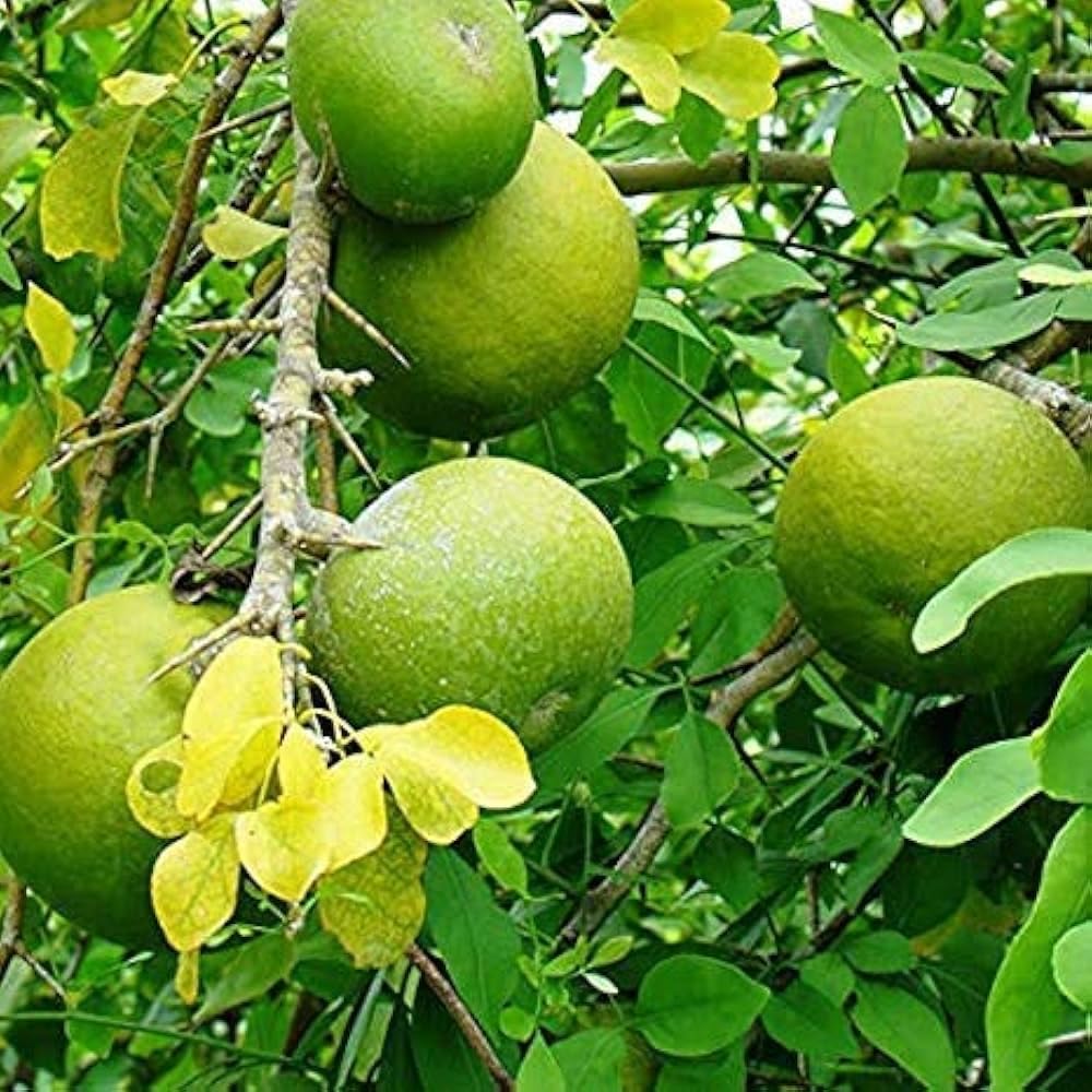 Stone Apple Distinctive Aromatic Plants Fruit Seeds