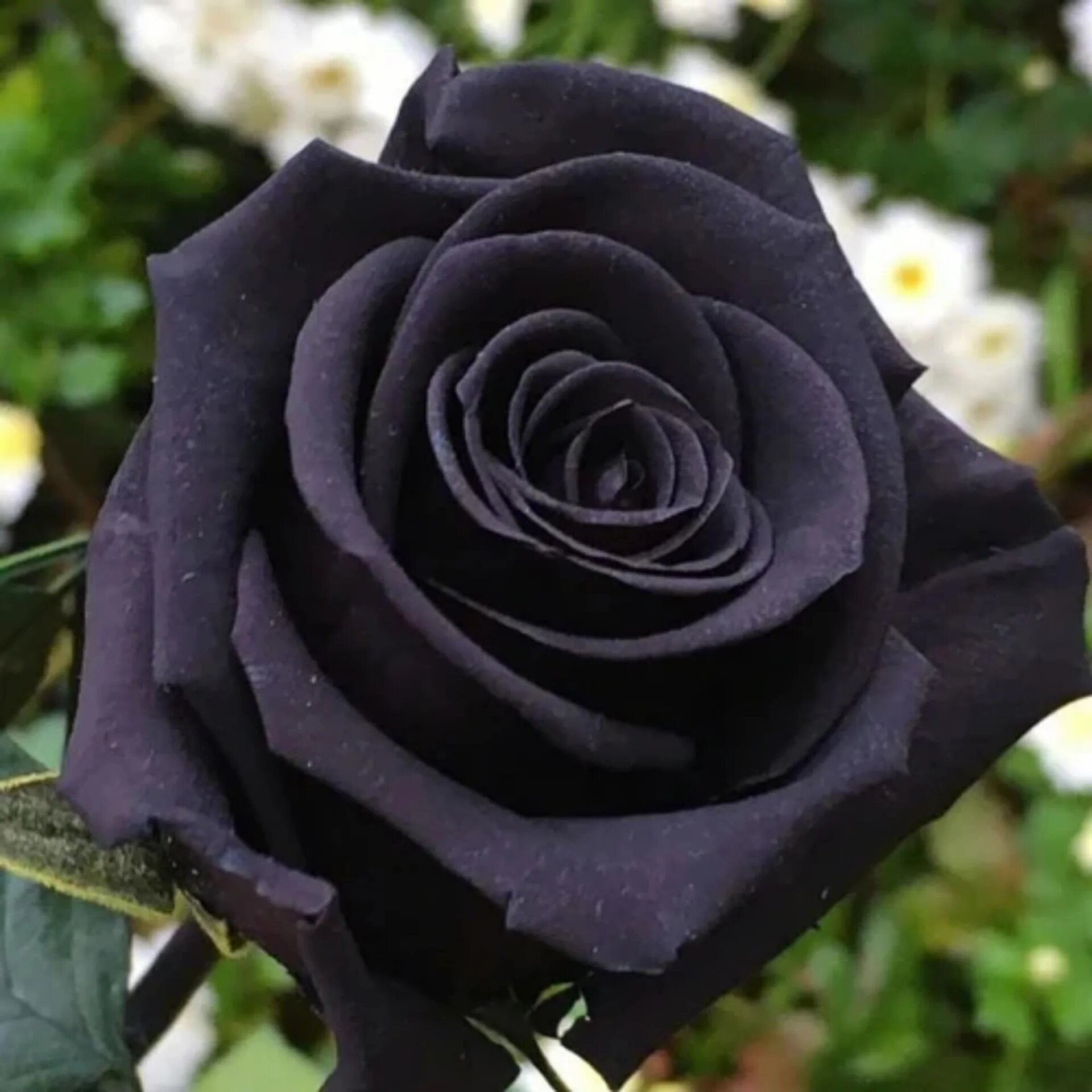 Black Rose Mogra Seeds - Heirloom Non GMO Premium Garden Seeds for Planting
