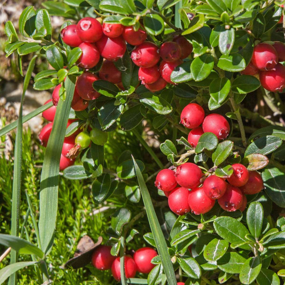 Vaccinium Macrocarpon Perfect Nutritious Cranberries Fruit Seeds