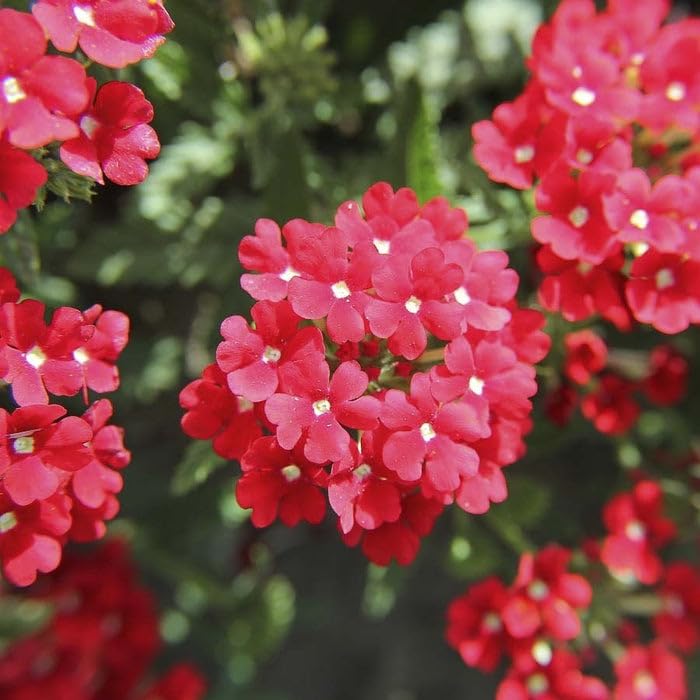 Red Verbena Flower Seeds