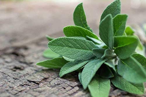 Giant Sage Plant Seeds Green herb seeds - healthy herbs, kitchen garden garden seeds