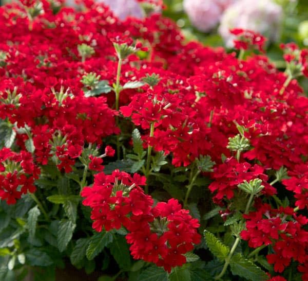 Red Verbena Flower Seeds