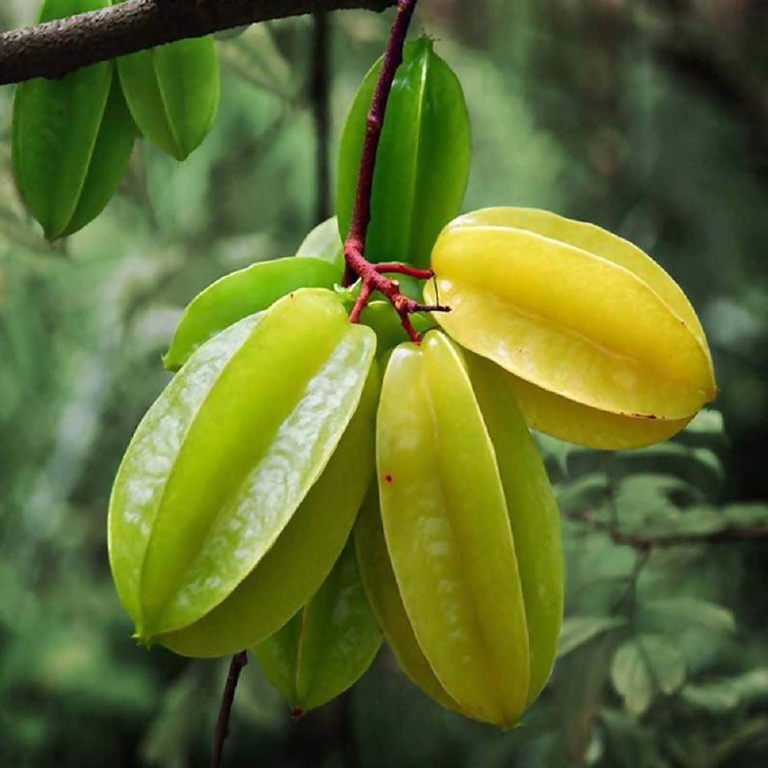 Tropical Star Sweet Tangy Trees Fruit Seeds