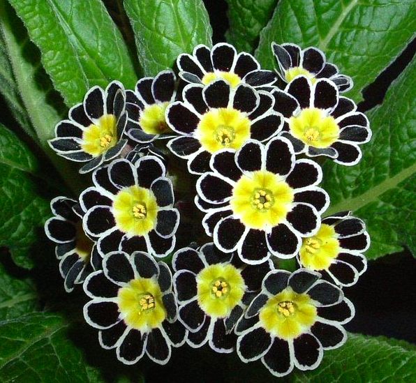 Red Black Rose Flower Seeds - Heirloom Non GMO Premium Garden Seeds for Planting