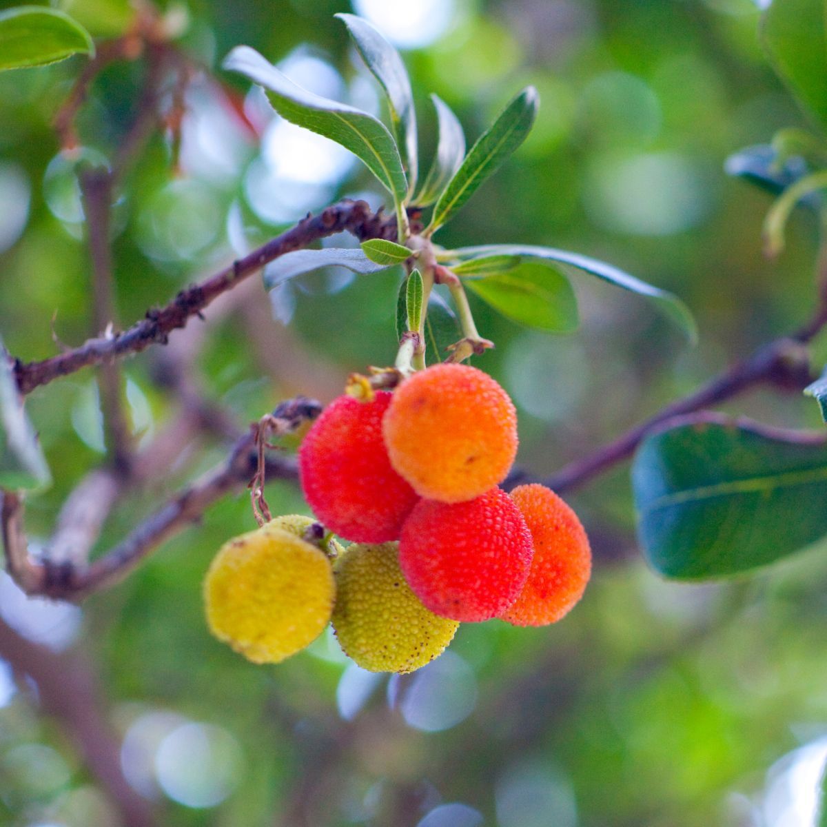 Mixed Arbutus Unedo Strawberry Ideal Fruit Seeds