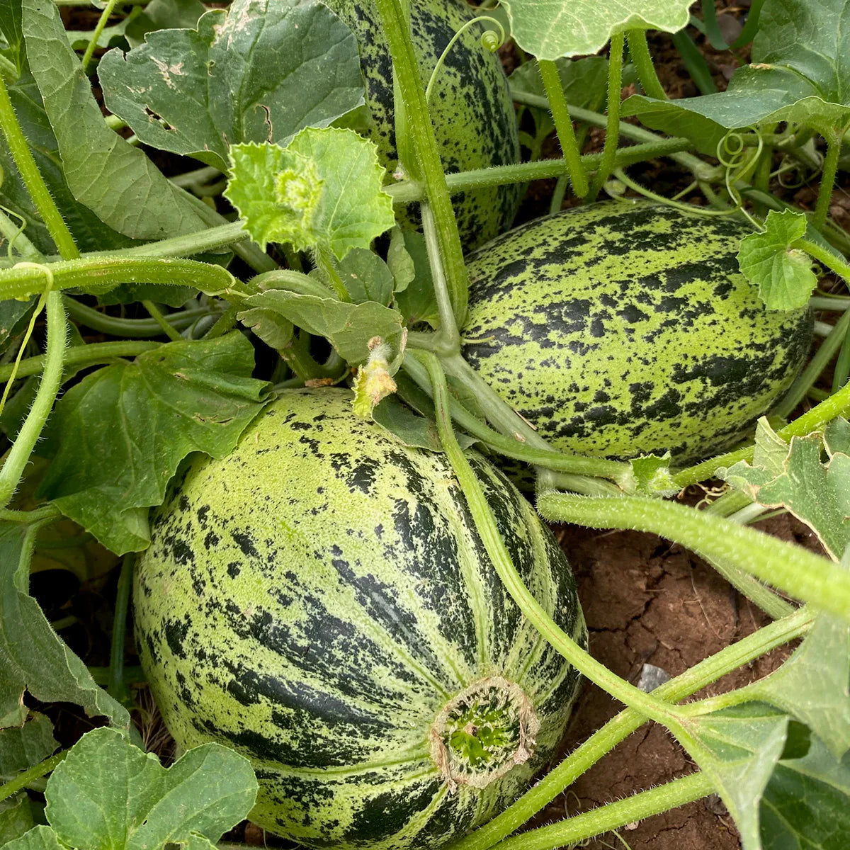 Asian Apple Melon Exotic Sweet Fruit Seeds