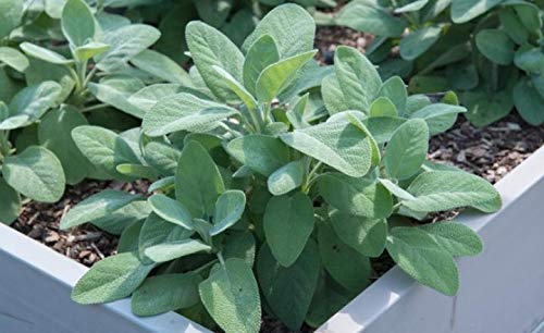 Giant Sage Plant Seeds Green herb seeds - sustainable gardening, high germination garden seeds
