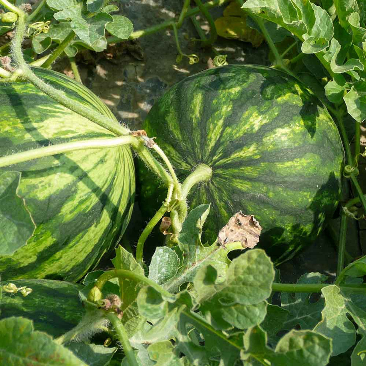 yellow crimson watermelon fruit for planting Fruit Seeds