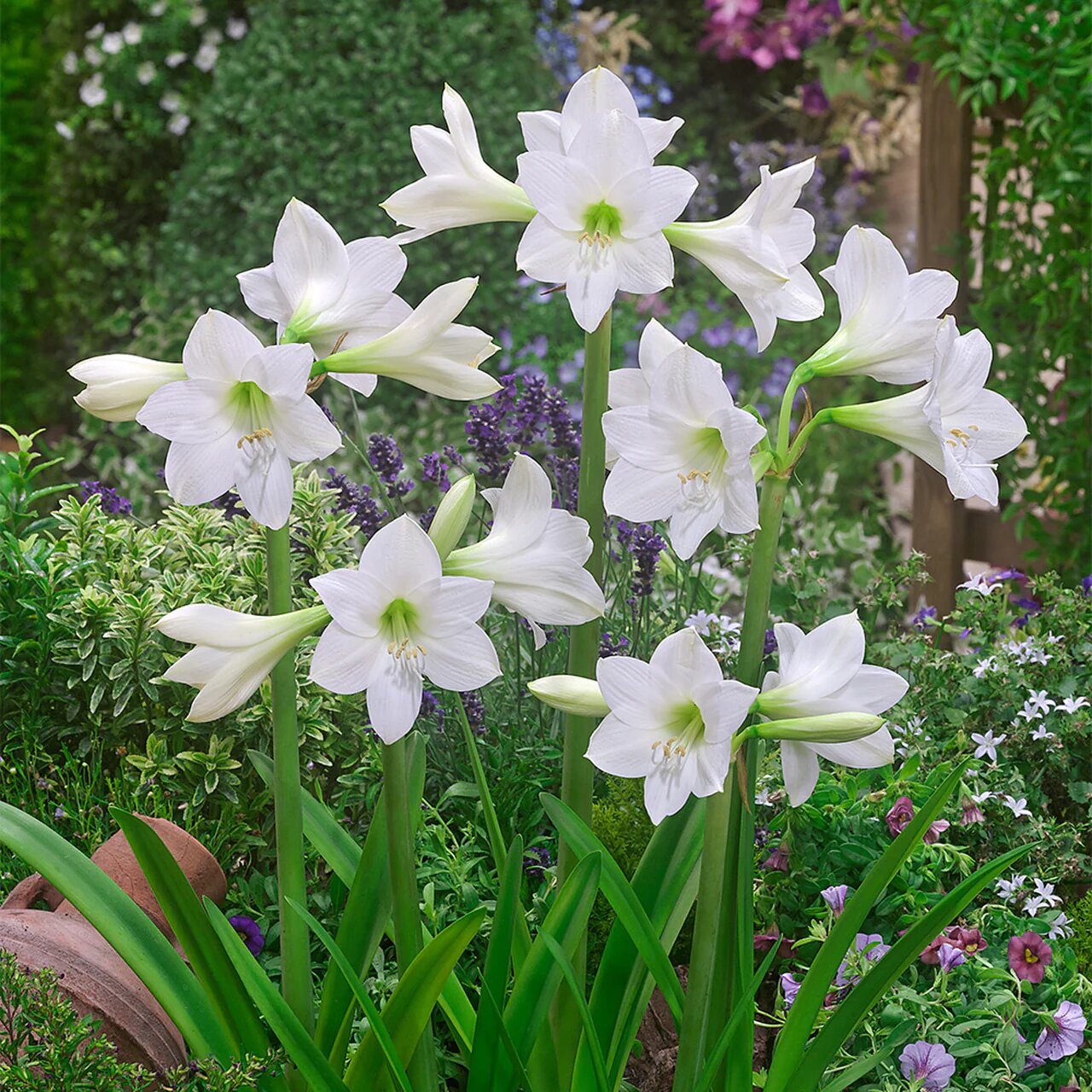 White Hippeastrum Flower Seeds – Exotic Flowering Plants for Vibrant Backyard Beauty