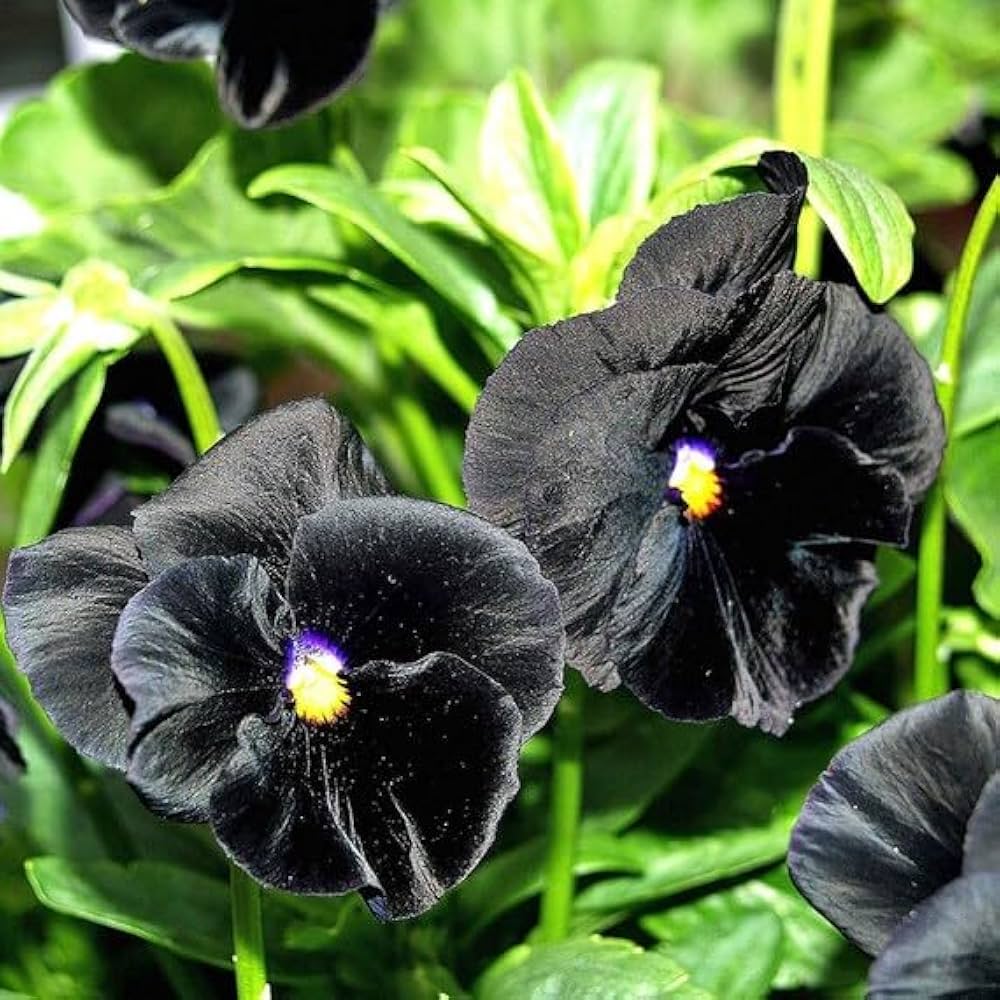 Black Pansy Flower Seeds – Heirloom Non-GMO High Germination Seeds for Planting - Heirloom Non GMO High Germination
