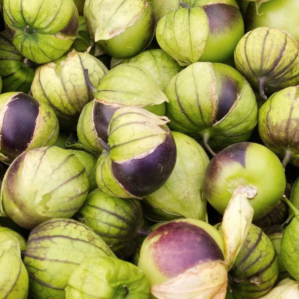Tomatillo Authentic Mexican Cuisine Gardens Fruit Seeds