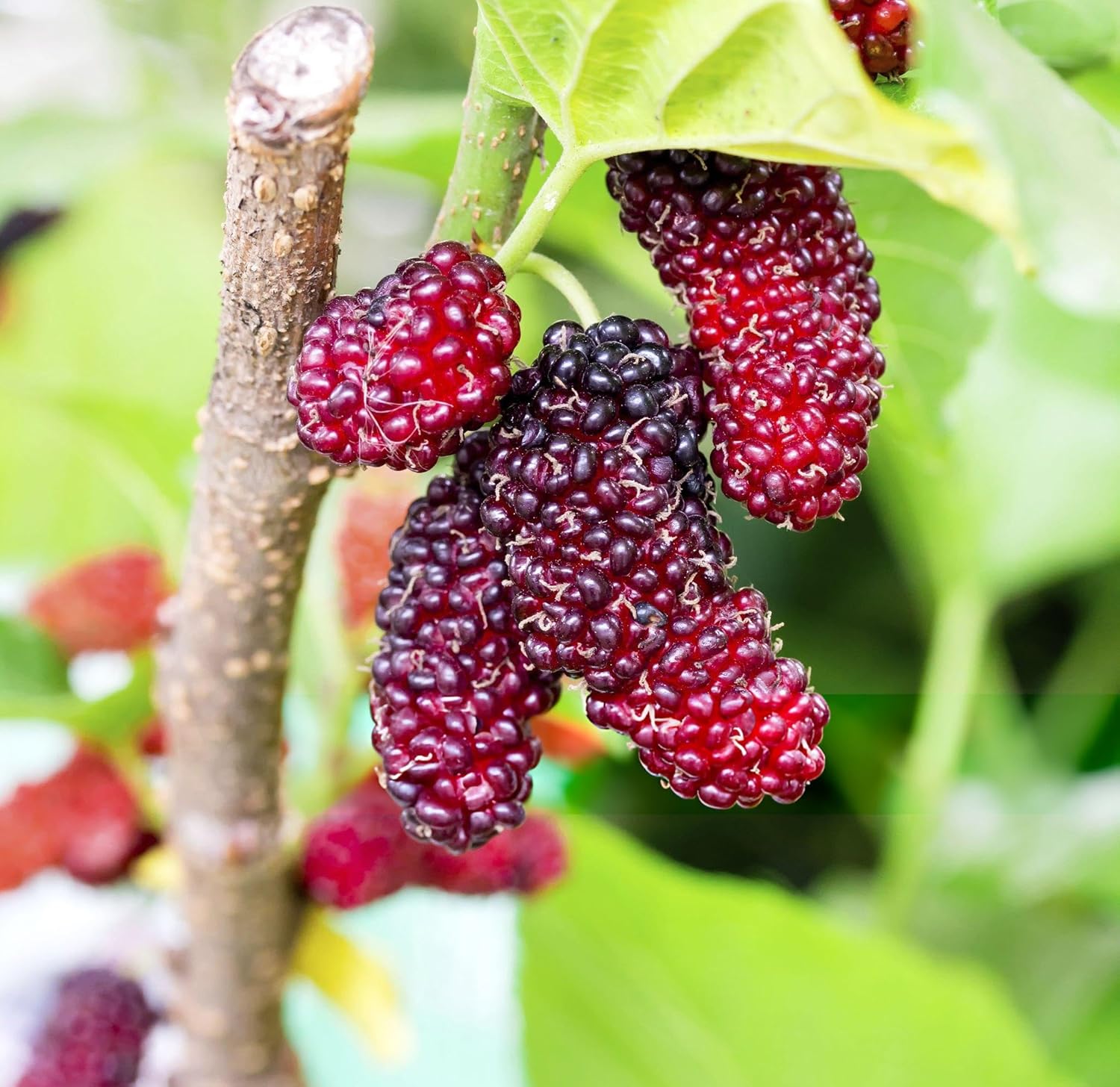 Mulberry Perfect Nutritious Flavorful Homemade Fruit Seeds