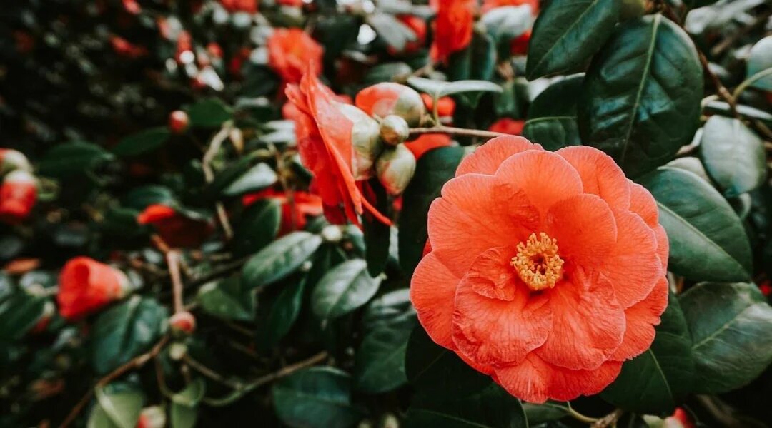 Orange Camellia Flower Seeds