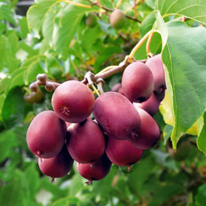Pink Kiwi Hardy Self Fertile Fruit Seeds