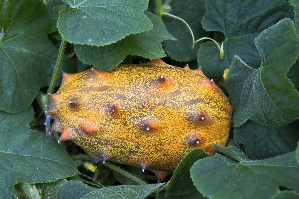 Horned Melon Exotic Unique Fruits Fruit Seeds