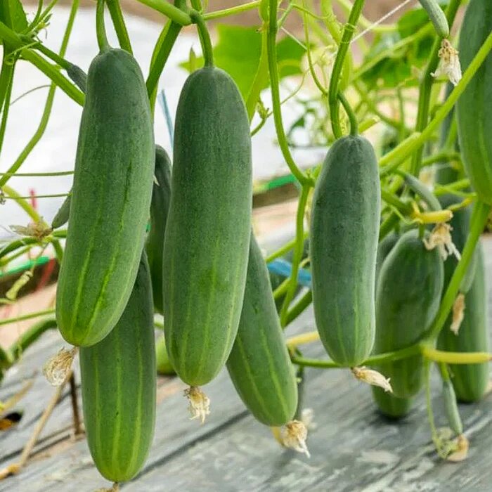 Cucumber vegetable seeds for Planting vegetable seeds for Home Gardening, Natural Home Farming for kitchen garden planting