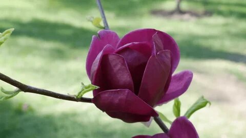 Red Dark Magnoli Flower Seeds - Heirloom Non GMO High Germination Premium Garden Seeds for Planting