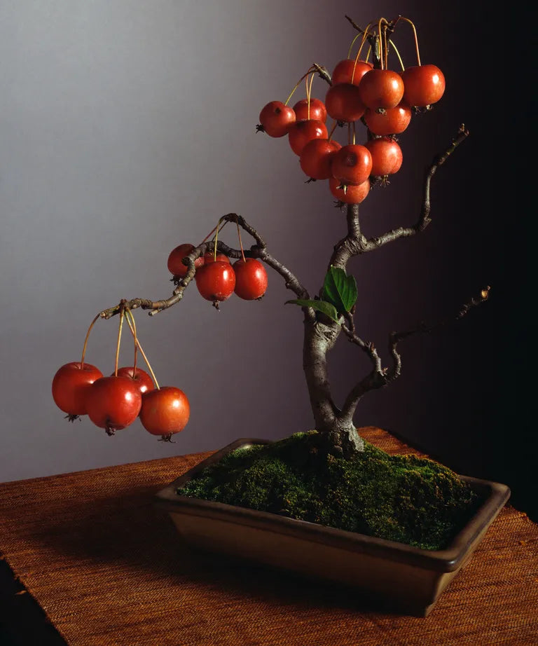 Elegant Bonsai Apple Perfect Small Fruit Seeds