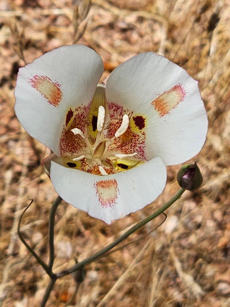 White Calochortus Flower Seeds - Heirloom Non GMO Flower Seeds, High Germination Organic Garden Planting Seeds