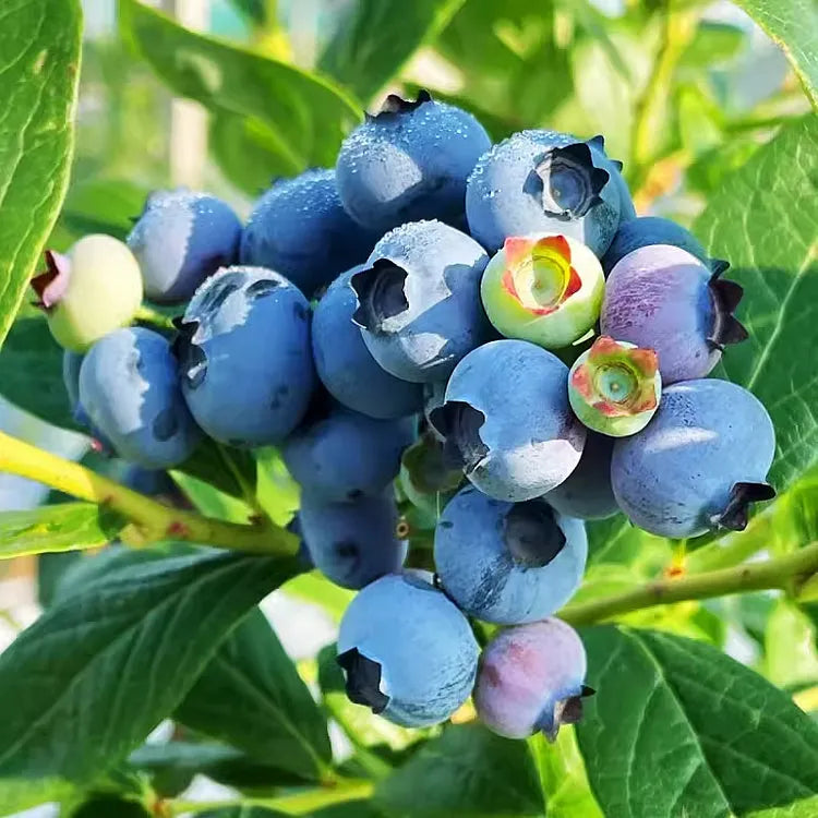 Giant Blueberry Larger Sweeter Berries Fruit Seeds