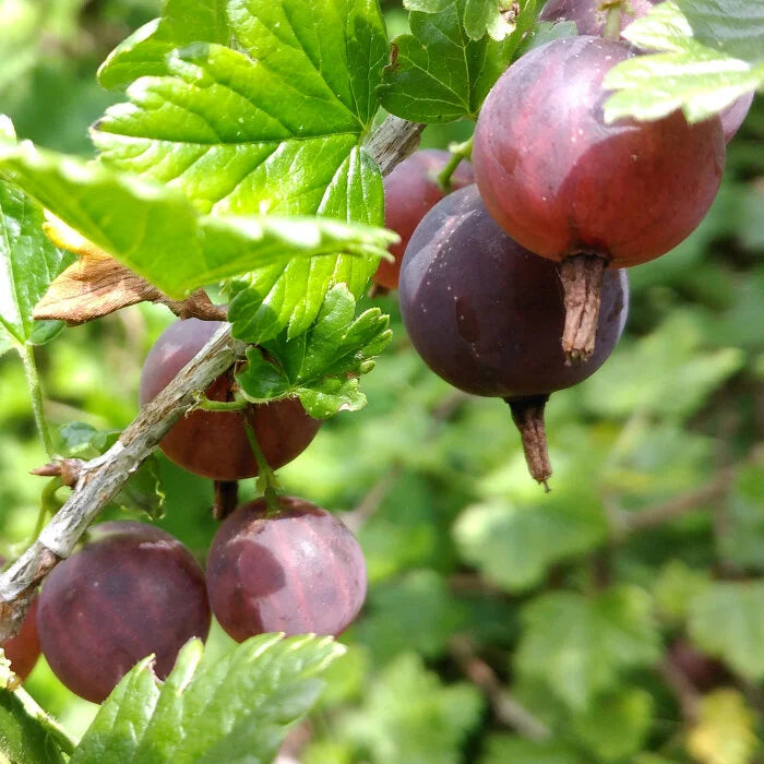 Brown Gooseberry Natural Rich In Fruit Seeds