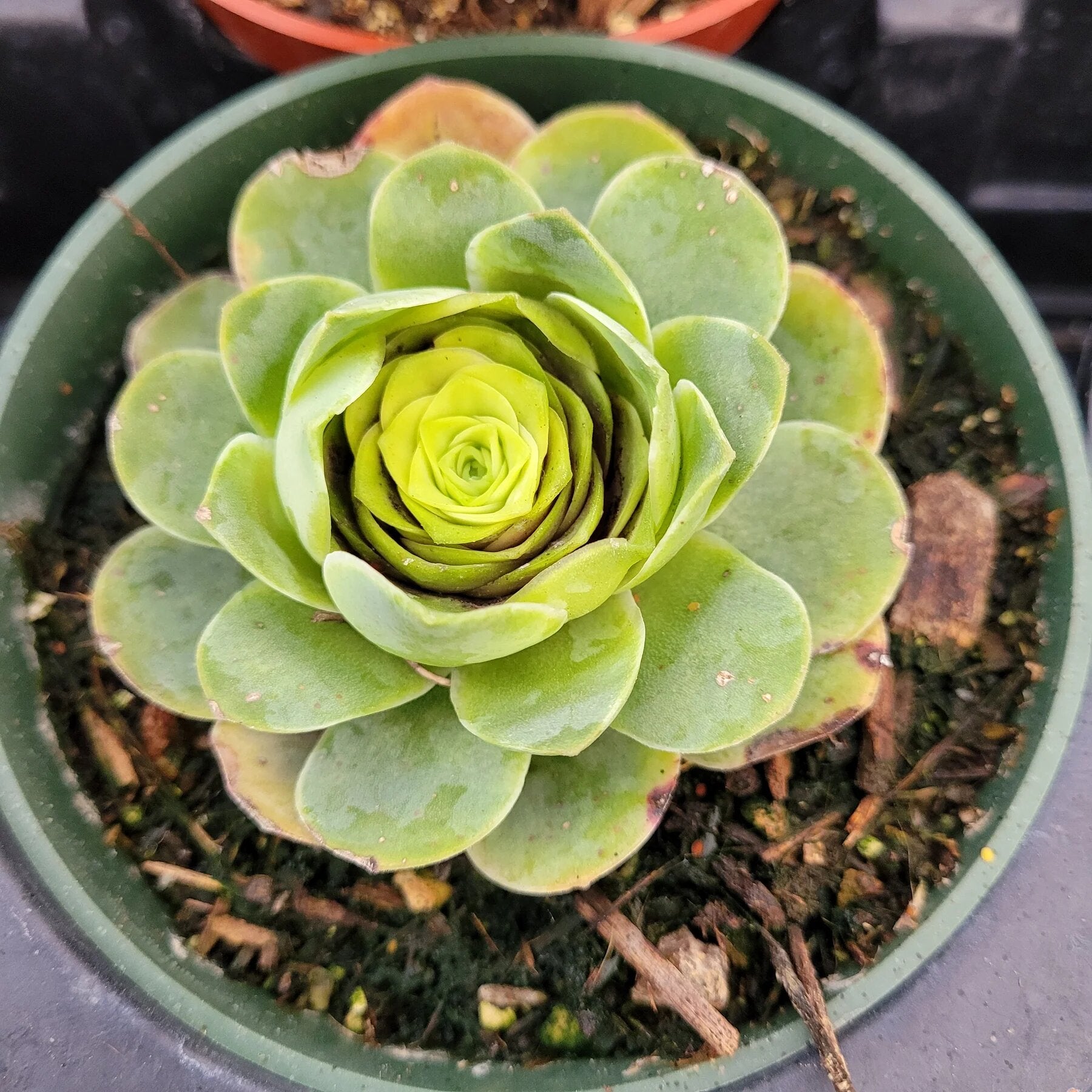 Green Giant Greenovia Flower Seeds – Easy Grow Blossoms for Home Garden