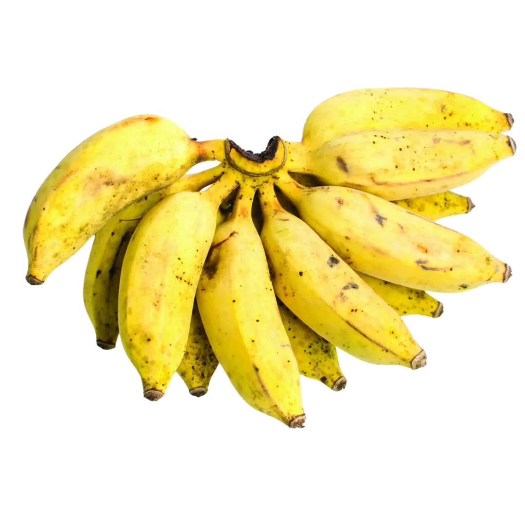 goldfinger banana fruit tree for planting grow exotic trees in your yard Fruit seeds