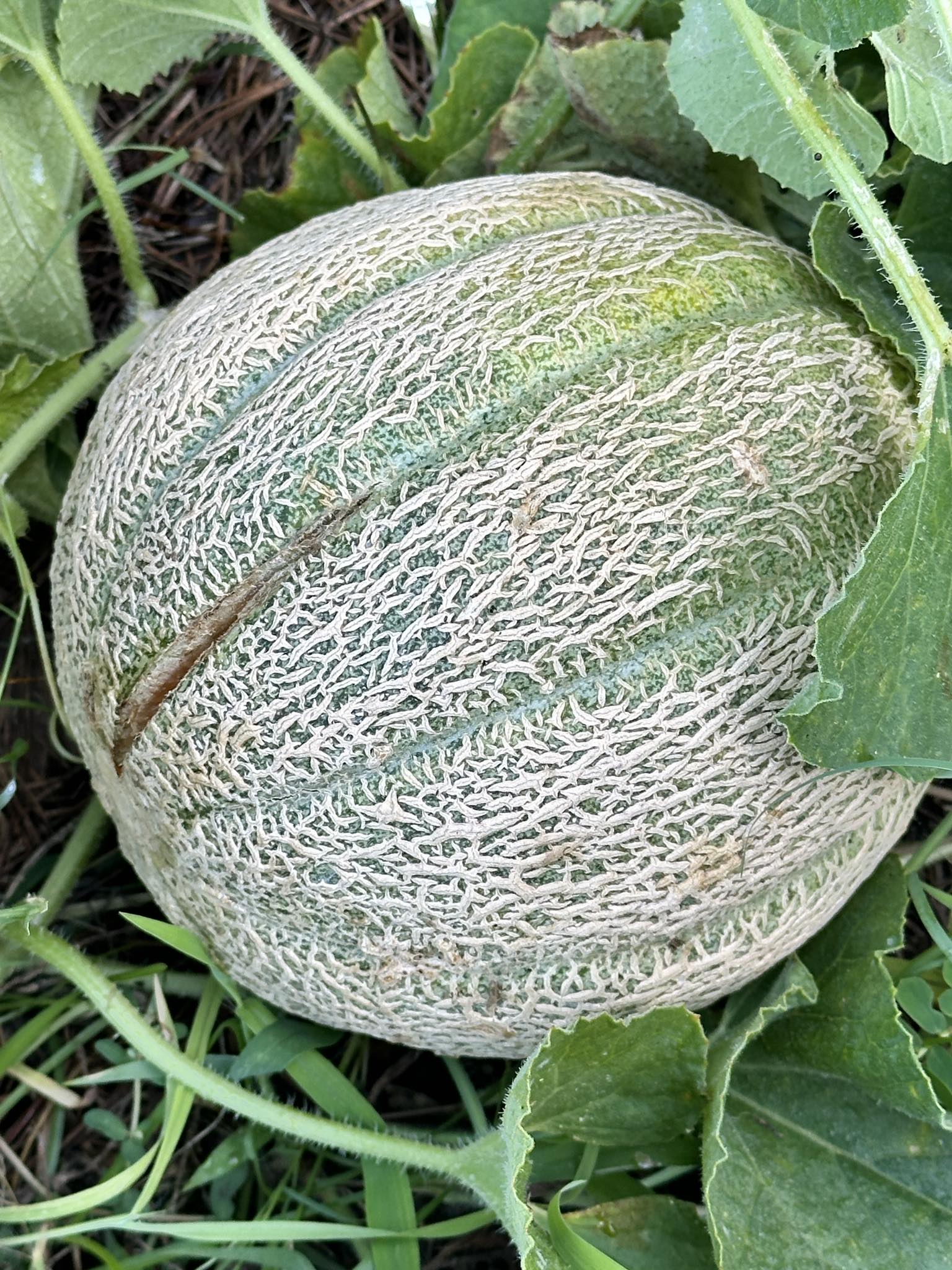Loupe Melon Sweet Variety Gardens Fruit Seeds