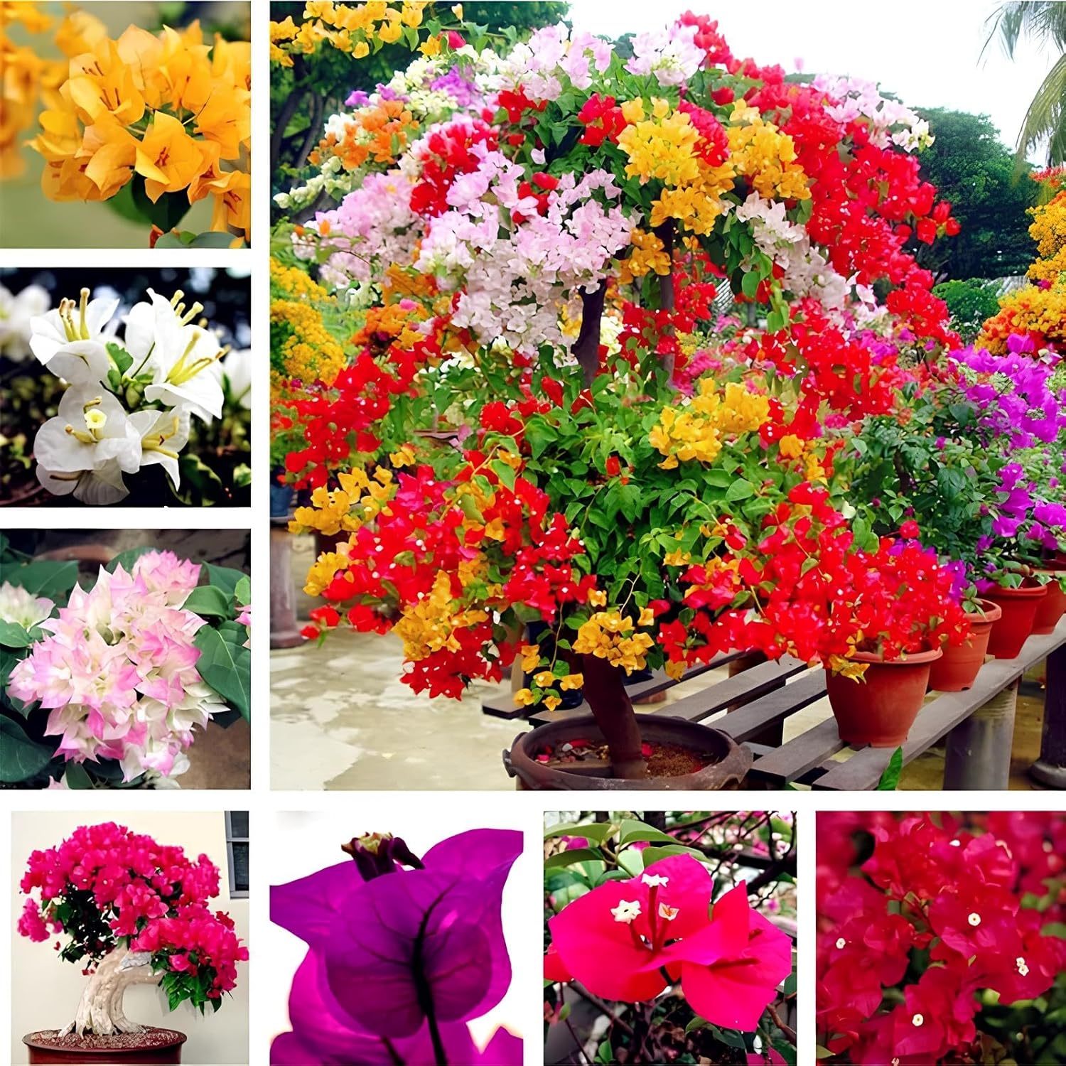 Giant Bougainvillea Flower Seeds