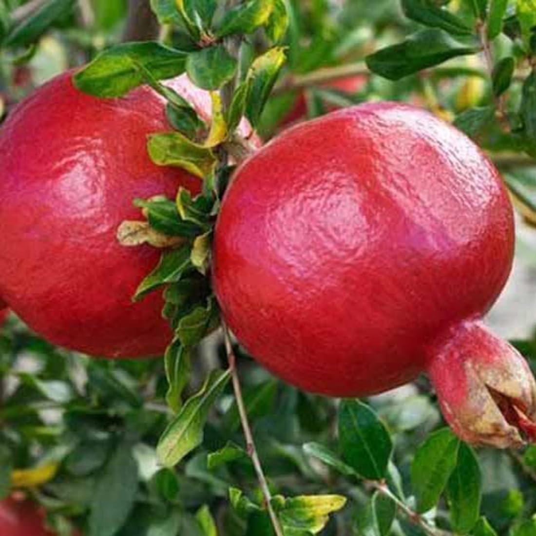 Green Pink Pomegranate Fruit Seeds