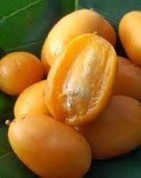 Yellow Spondias Fruit Growing Tropical Trees Home Gmo Free For Home Fruit Seeds