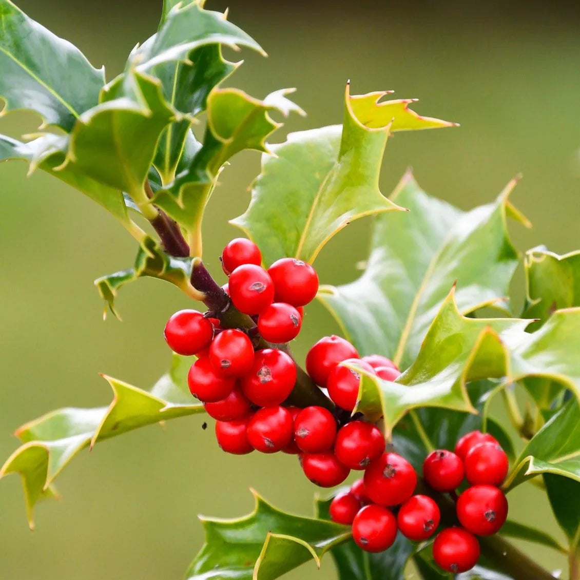 Ilex Opaca Plant Hardy And Ornamental Holly Trees Fruit Seeds