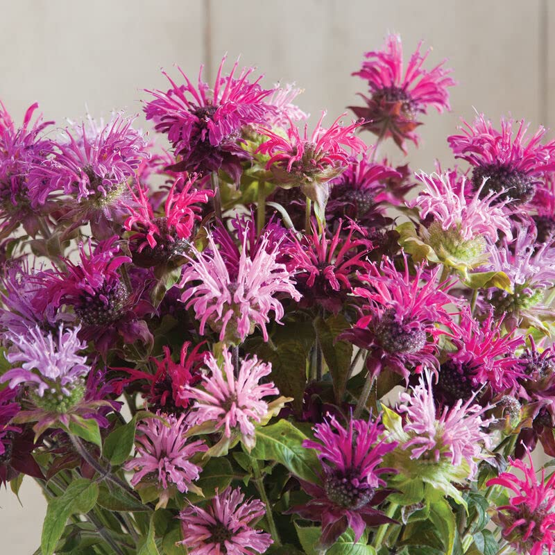 Pink Giant Monarda Flower Seeds