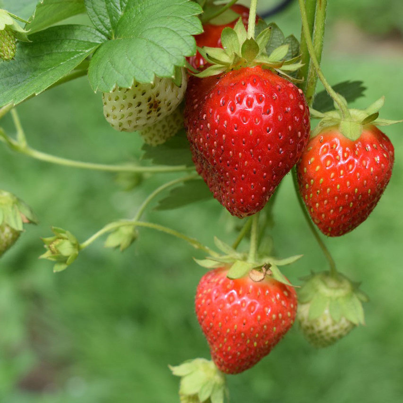 strawberry seascape fruit grow fresh juicy Fruit Seeds