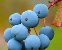 Grape Fruit For Home Gardens Vineyards For Landscape Gardening Fruit Seeds
