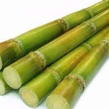 sugarcane fruit for planting grow sweet your garden heirloom Fruit seeds